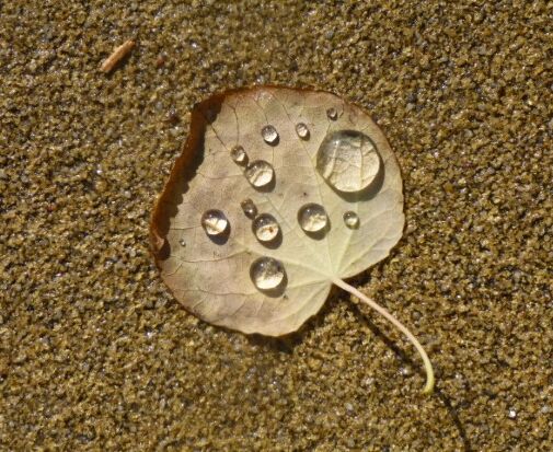Braunes Blatt mit Wassertropfen